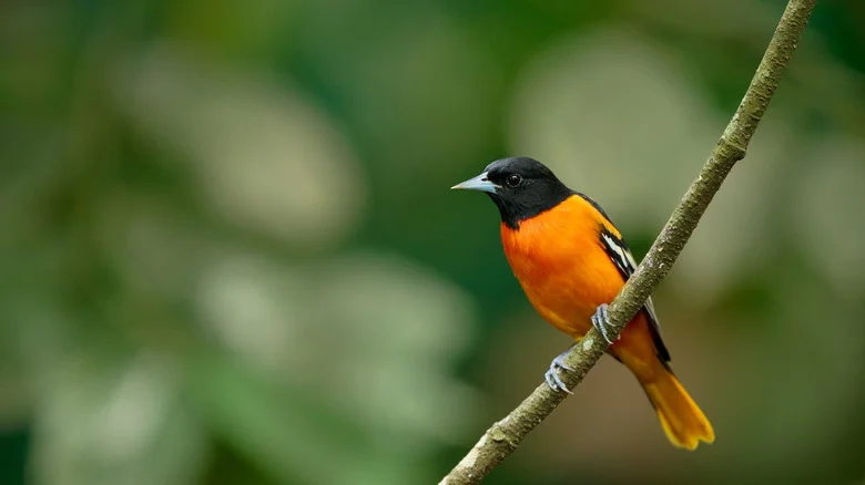 Turn An Old Jar Into A Bird Feeder Orioles Can’t Resist