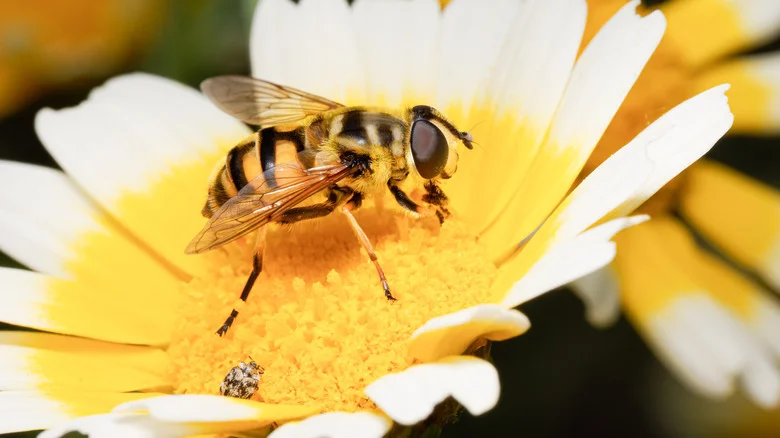 Turn An Old Mason Jar Into A Refreshing DIY Water Feature For Exhausted Pollinators