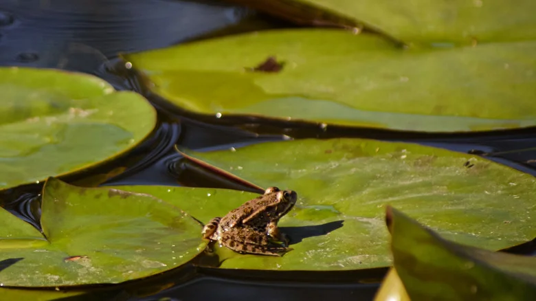 Turn An Old Nursery Pot Into A Mini Pond That Supports Pollinators And Frogs