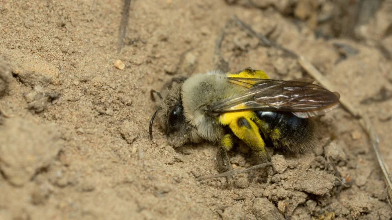 Turn An Old Nursery Pot Into A Safe Sanctuary For Ground-Nesting Bees