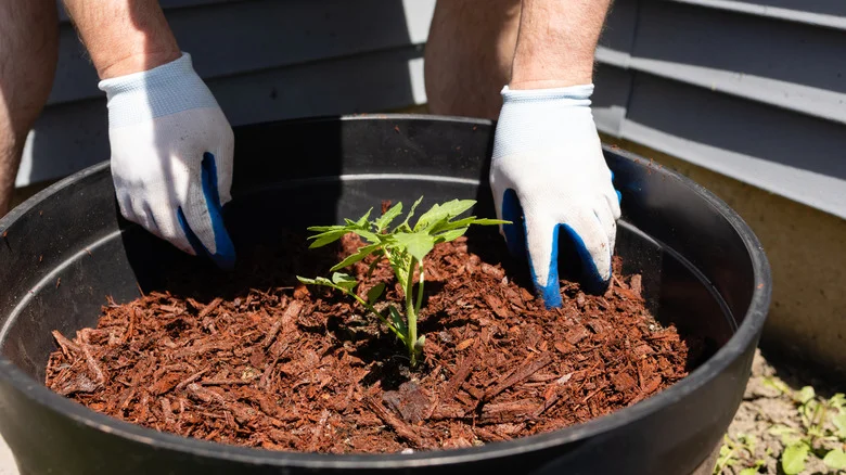Turn Brown Leaves Into Nutritious Garden Mulch With A Clever Homemade Tool