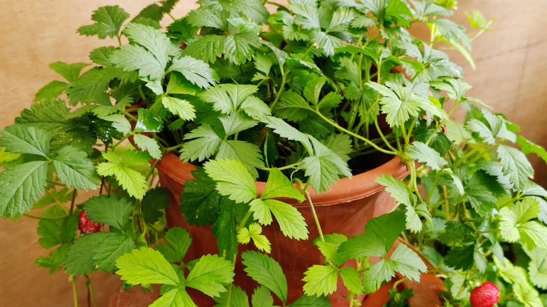 Turn Dollar Tree’s Stacking Planter Into A DIY Strawberry Growing Station