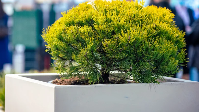 Turn Garden Pavers Into A Custom Modern Planter With TikTok’s Easy DIY