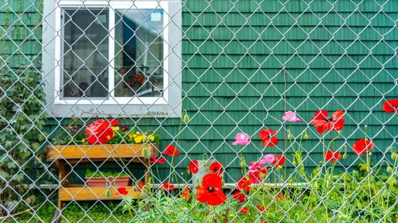 Turn That Ugly Chain Link Fence Into A Bountiful Garden With This TikTok Hack