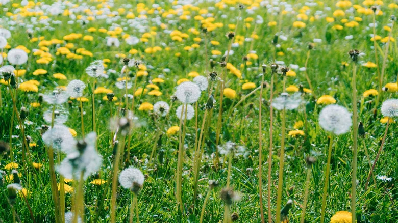Turn The Dandelions In Your Yard Into The Cutest Garland