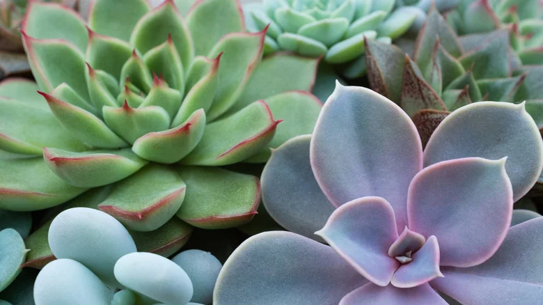 Turn Trash Into Cute Succulent Planters With These 12 DIYs
