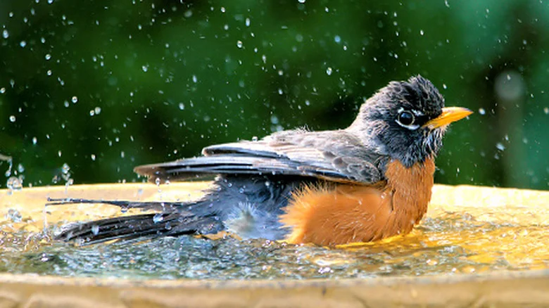 Turn Unusual Items Into An Artsy Birdbath That’ll Make Your Garden Pop
