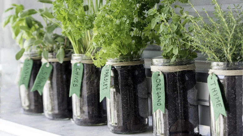 Turn Your Empty Soda Cans Into Beautiful Garden Labels