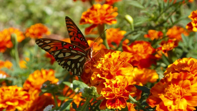 Turn Your Garden Into A Pollinator Haven With A Marigold Companion Flower
