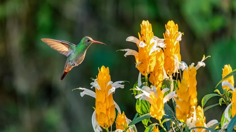 Turn Your Yard Into A Hummingbird Feeding Ground With These Tips For Attracting Insects