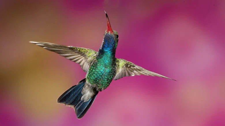 Understanding The Hummingbird Diet To Better Care For Them In Your Yard