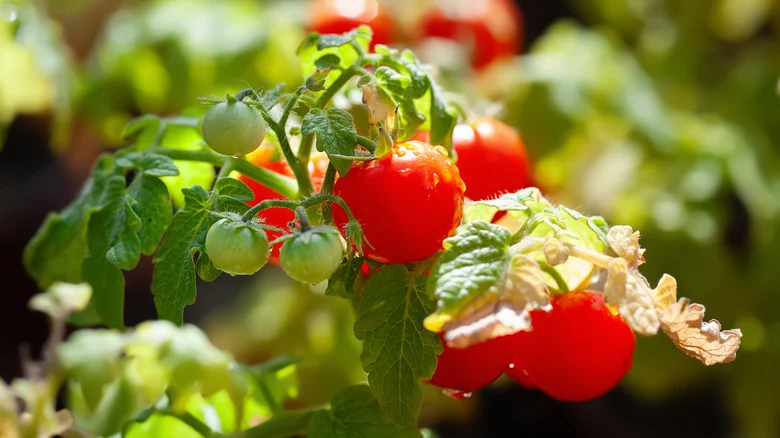Upcycle A Plastic Bottle Into A Space-Saving Solution For Growing Tomatoes