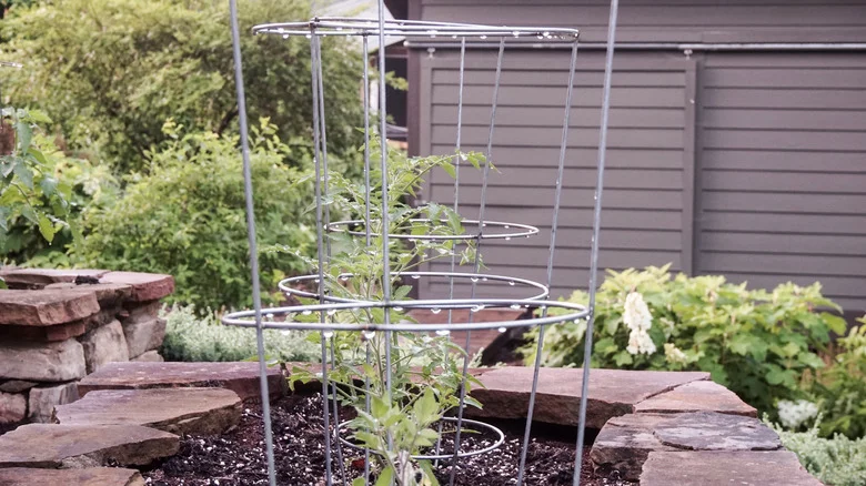 Upcycle An Old Tomato Cage Into A Simple Bird Feeder For Your Feathered Friends