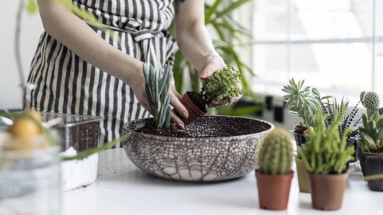 Upcycle Broken Planters Into A Stunning Succulent Garden Display