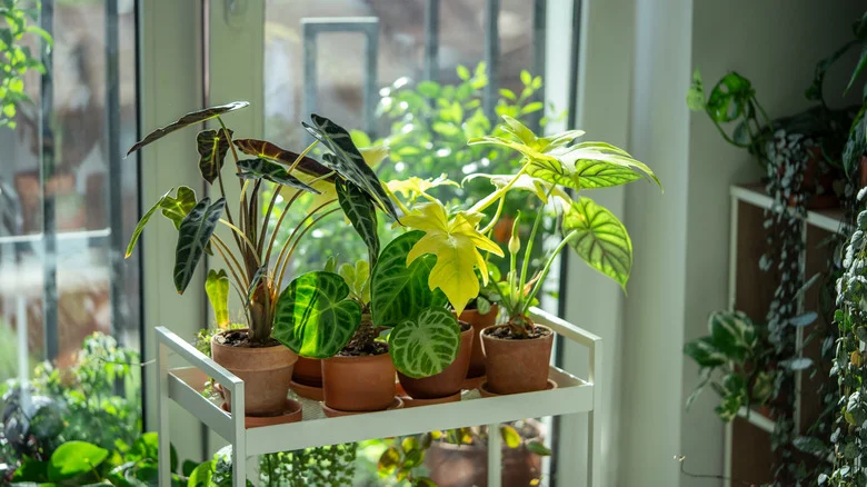 Upgrade Your Basic Plant Shelf With A PVC Lighting DIY
