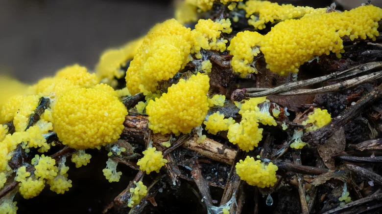 Use A Common Bathroom Staple To Knock Out Slime Mold In Your Yard