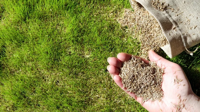 Use A Simple Storage Solution To Keep Lawn Seeds Viable Over The Winter