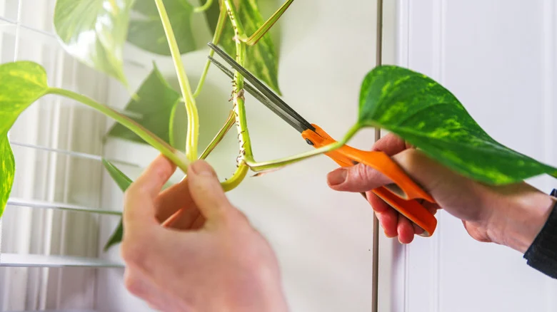 Use An Old Plastic Bottle To DIY Copies Of Your Favorite Plant