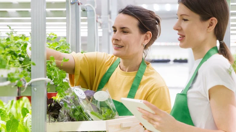 Use Dollar Tree Items To DIY A Simple Hydroponic Container For Your Garden