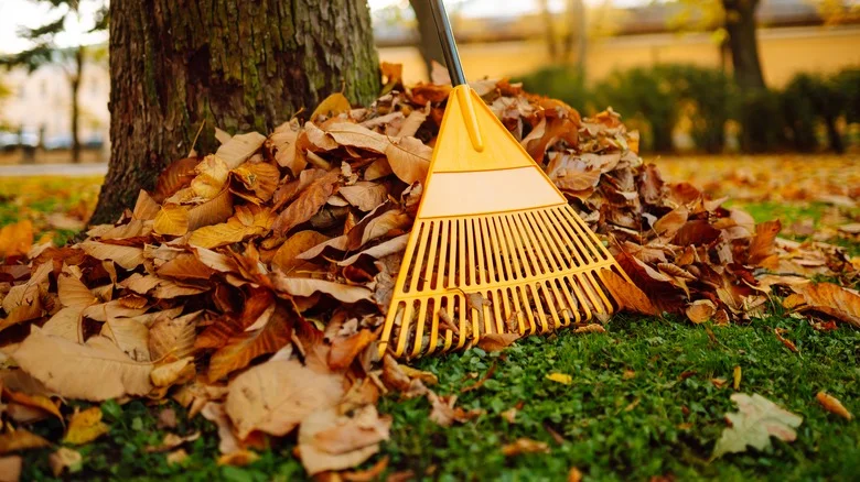 Use Fallen Leaves To Give Garden Soil An Extra Boost. Here’s How