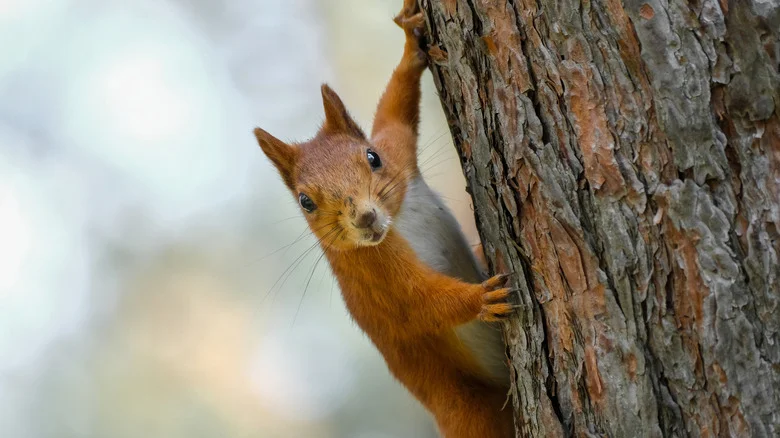 Use Old Milk Jugs To DIY A Better Solution That Keeps Squirrels Out Of Bird Feeders