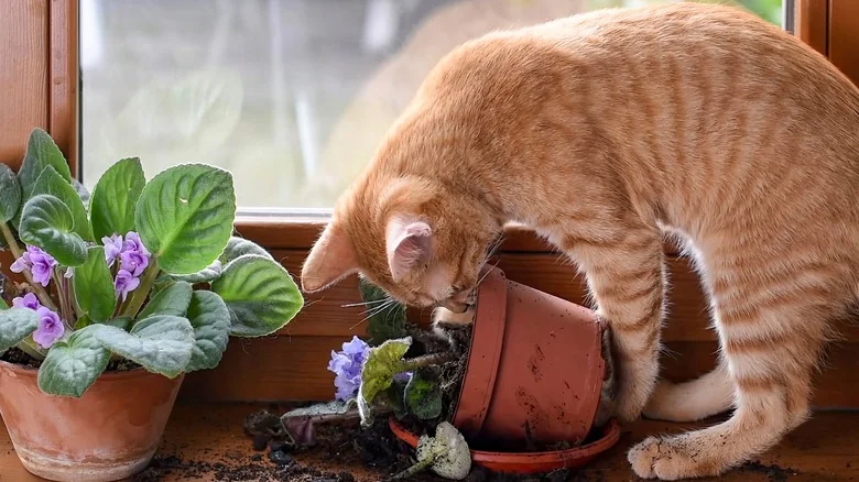 Use Old Tights For A Temporary Fix To Keep Pets Out Of The Houseplant Pot