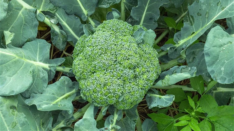 Use One Handy Kitchen Staple To Protect Your Garden’s Broccoli