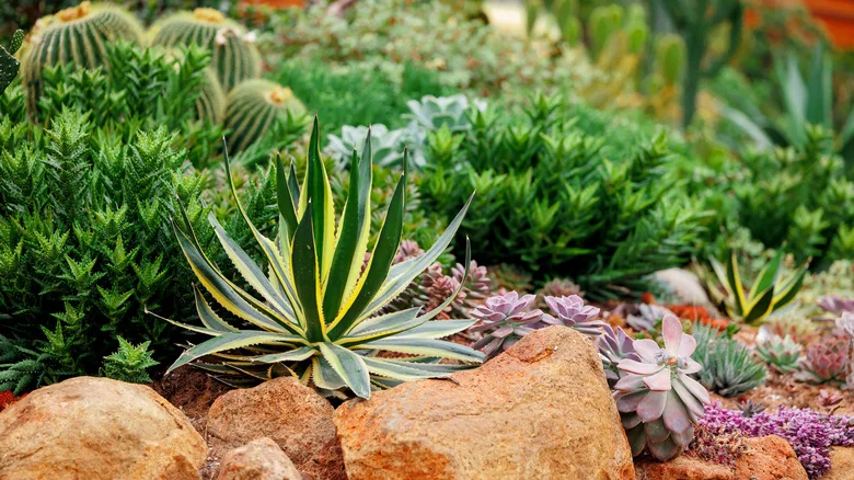 Use Succulents To Give Your Driveway Border A Stylish, Low-Maintenance Upgrade