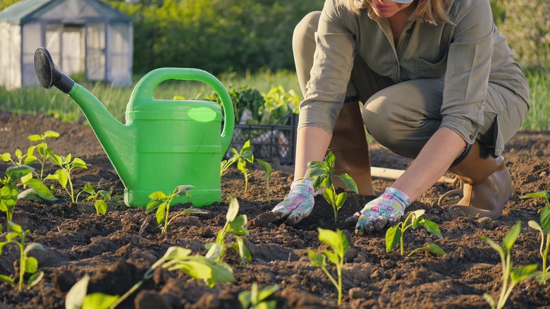 Use The Triangle Method To Plant Your Seedlings And Thank Us Later
