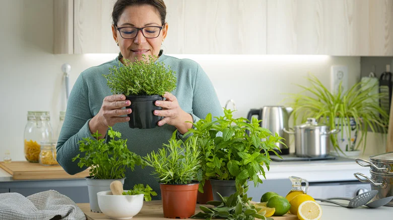 Use These 15 Common Herbs From Your Garden For A Cleaner Home