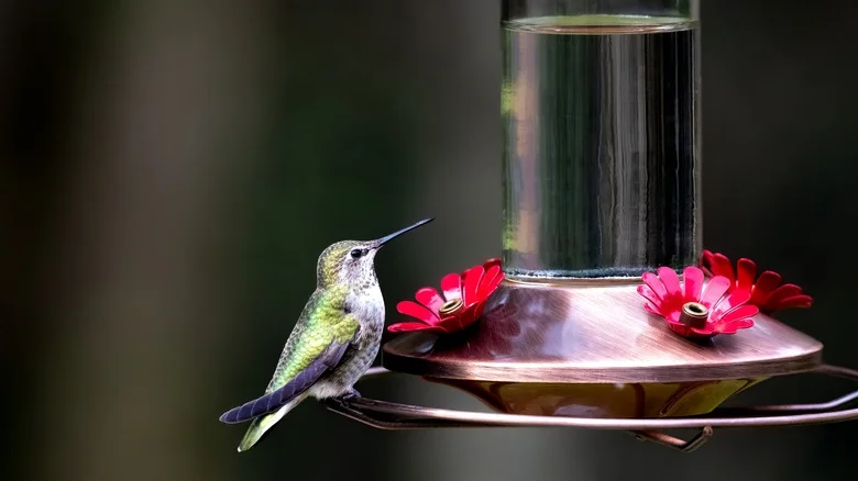 Use These Household Items To Make Cleaning Your Hummingbird Feeder So Simple