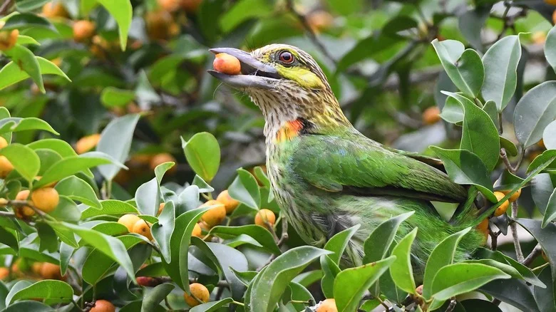 Use These Tips And Tricks To Prevent Birds From Munching On Your Garden Fruit