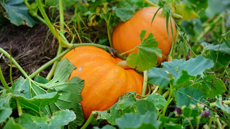Use This Handy Kitchen Ingredient To Keep Pests Off Your Fall Pumpkins