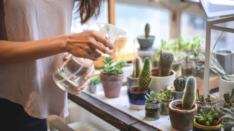 Use This Household Staple To Keep Pests From Taking Over Your Indoor Succulents