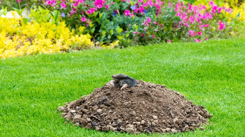 Use This Popular Vegetable To Help Keep Moles Out Of The Yard