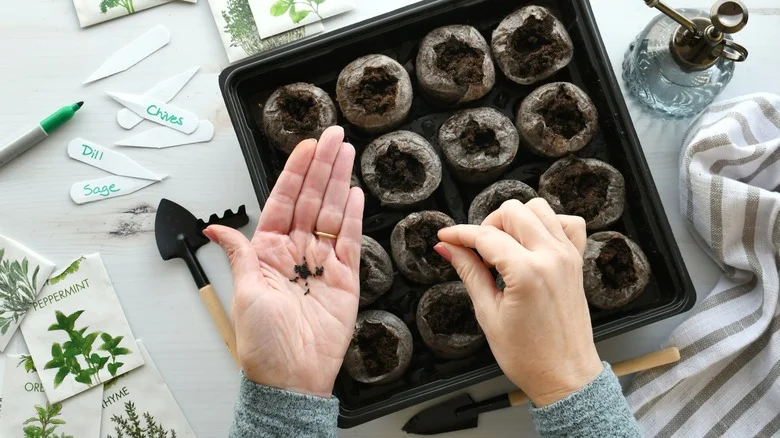 Use This Sandpaper Gardening Hack To Speed Up Seed Germination Time