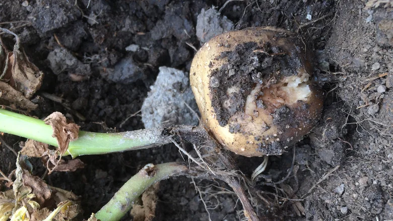 Use This Secret Ingredient To Fight Mold On Potatoes Before Planting