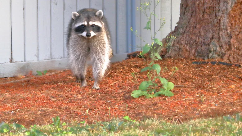 Use This Simple Washcloth Trick To Pest-Proof Your Yard
