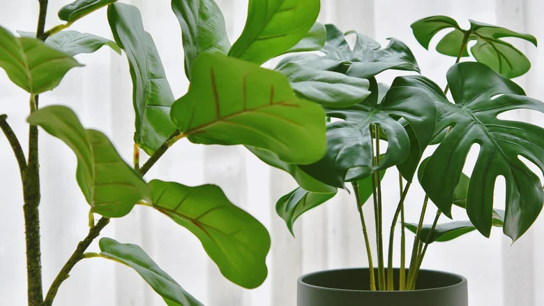 Use This Trick To Get Your Fiddle Leaf Fig To Sprout More Branches