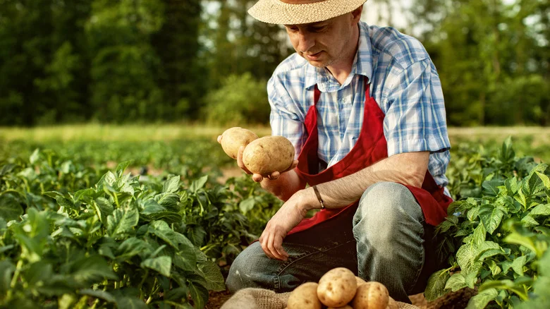 Use This Unexpected Kitchen Waste To Grow Potatoes In No Time