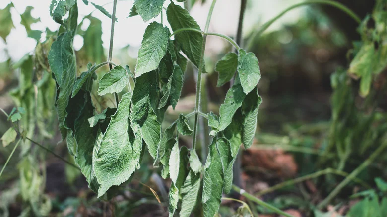 Use TikTok’s Clever Hack To Give Your Floppy Plants Extra Support
