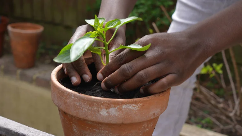 Use Tile Scraps To Keep Your Potted Plants Happy And Thriving