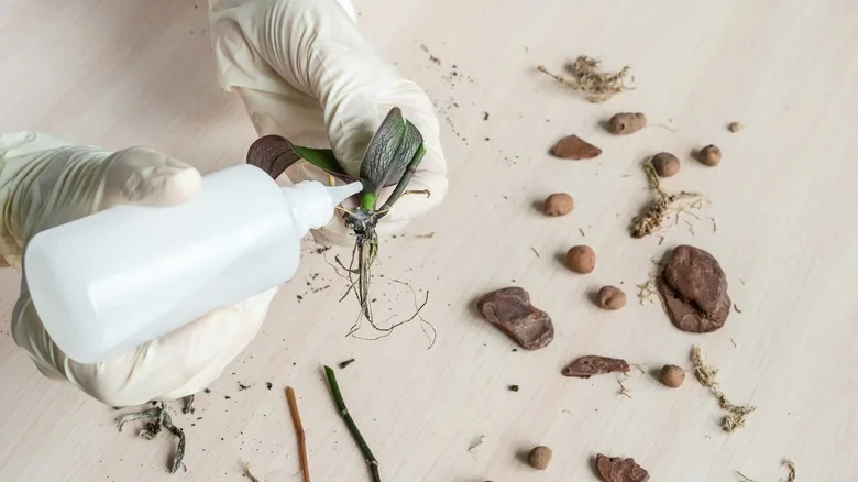 Using Hydrogen Peroxide As A Last Resort To Combat Root Rot: Does It Work?