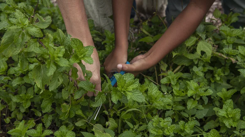Using Mint To Repel Pesky Garden Moles: Good Or Bad Idea?