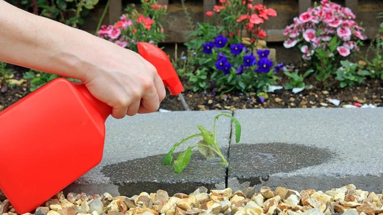 Using Rubbing Alcohol To Destroy Weeds: Good Idea Or Harmful Mistake?