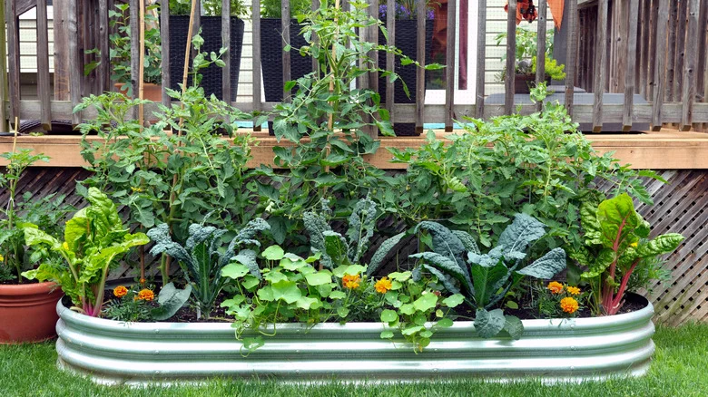 Utilize A Raised Bed To Grow Your Own Thriving Herbal Tea Garden