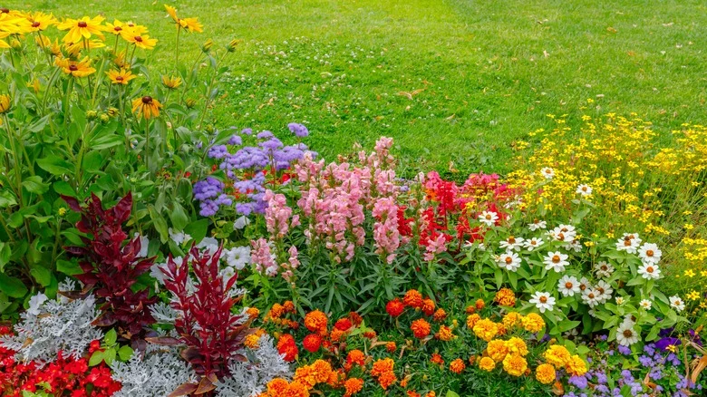Various Cover Crops That Will Help Suppress Weeds In Your Garden