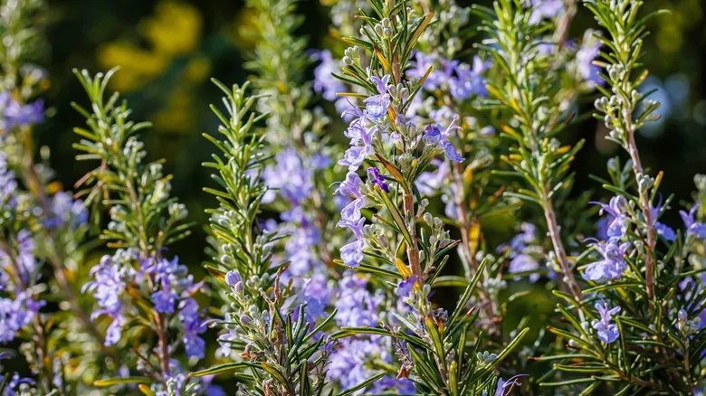 Vegetables And Herbs You Shouldn’t Grow With Rosemary In The Garden
