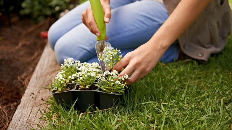 Vegetables That Grow Well With Sweet Alyssum In The Garden