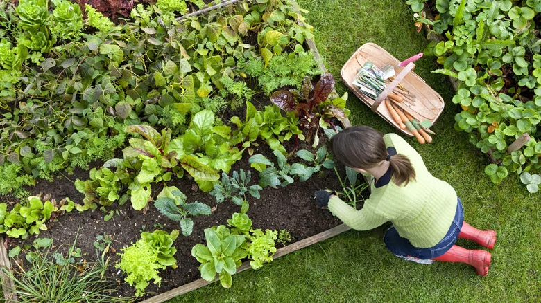 Vegetables You Can Plant In The Middle Of Summer, According To House Digest’s Master Gardener